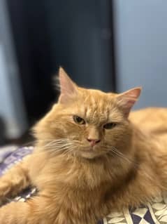 persian ginger cat