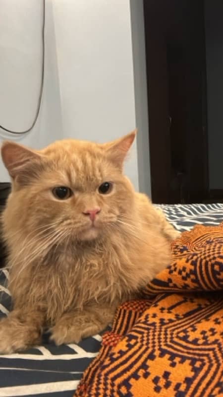 persian ginger cat 2