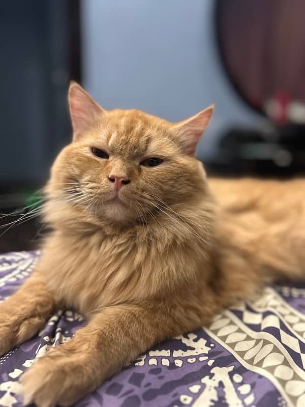 persian ginger cat 3