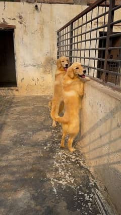 Golden retriever female puppies available for farm house's