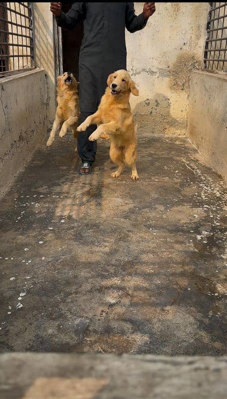 Golden retriever female puppies available for farm house's 1