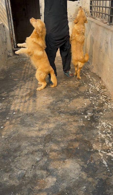 Golden retriever female puppies available for farm house's 7