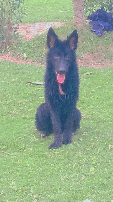 Pedigree black German shepherd female available for farm house's 1