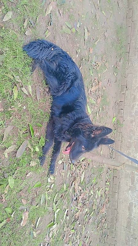 Pedigree black German shepherd female available for farm house's 2