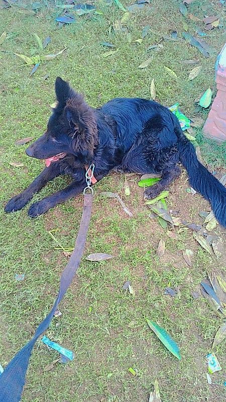 Pedigree black German shepherd female available for farm house's 3