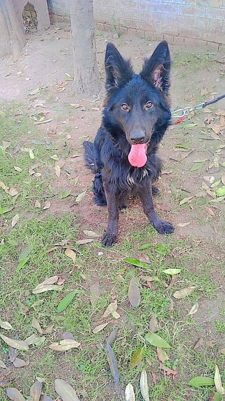 Pedigree black German shepherd female available for farm house's 4