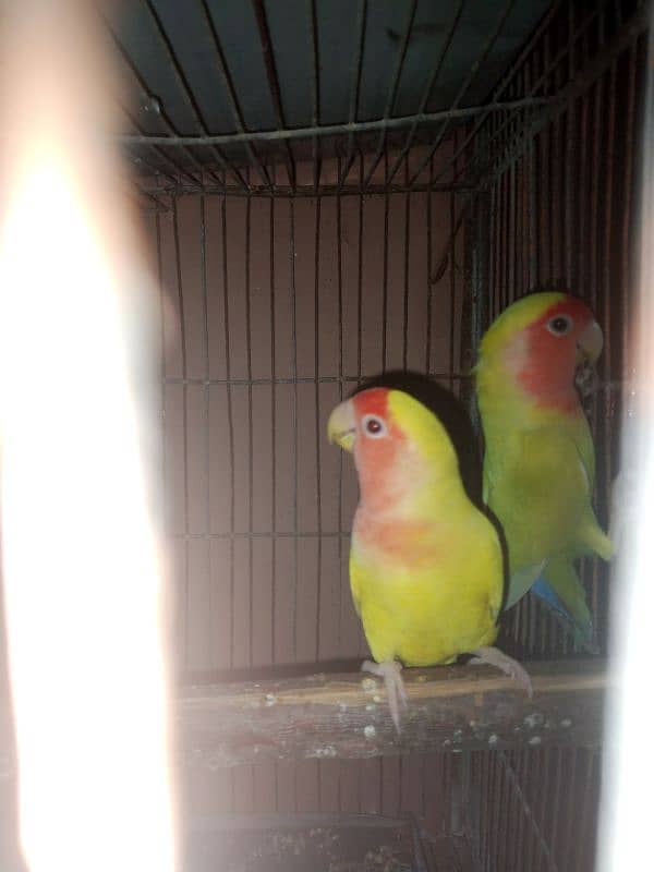 LOVEBIRDS FOR SALE 0