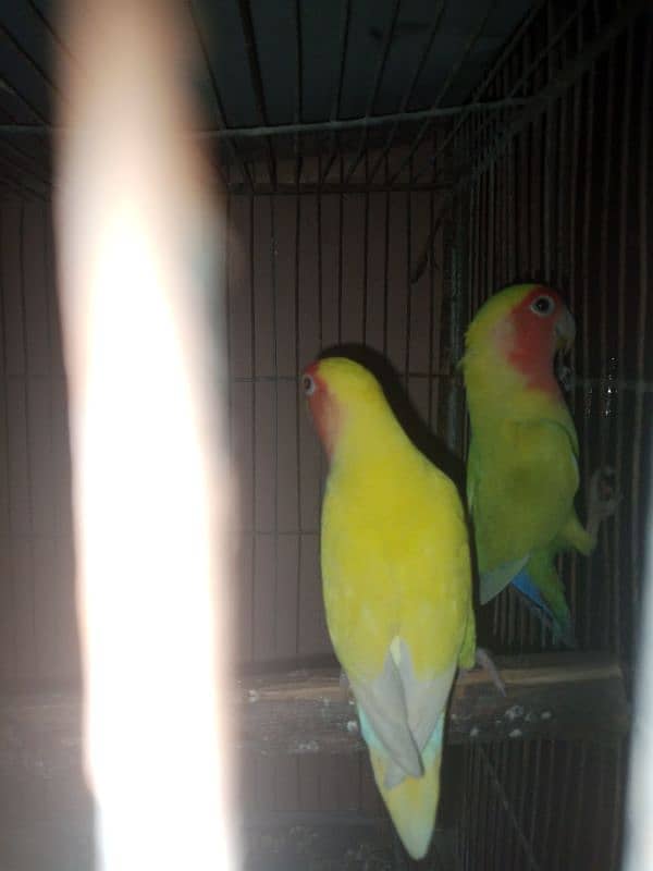 LOVEBIRDS FOR SALE 1