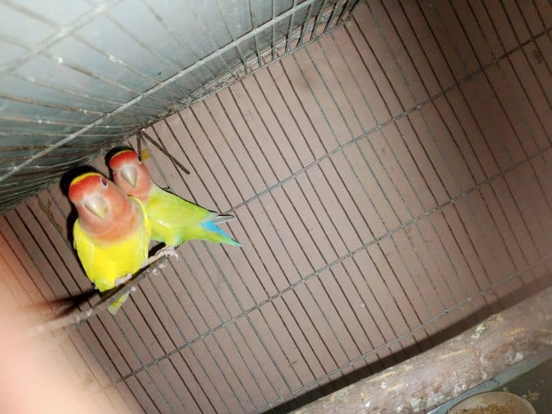 LOVEBIRDS FOR SALE 2