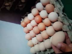 Golden misri Fresh egg avalible per dozen = 400