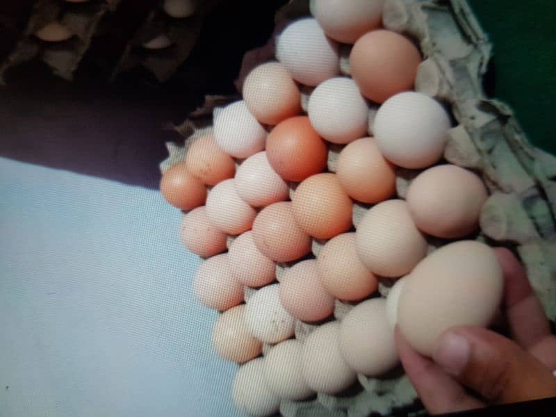 Golden misri Fresh egg avalible per dozen = 400 0