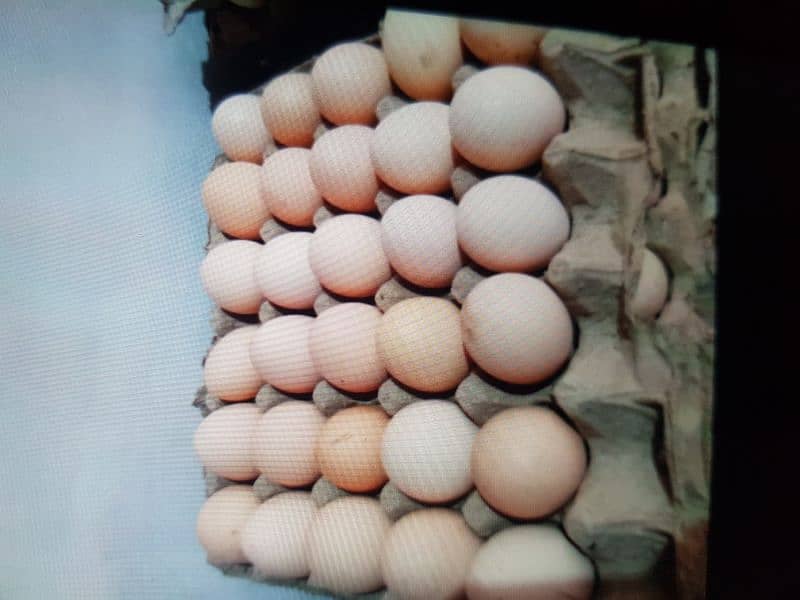 Golden misri Fresh egg avalible per dozen = 400 1