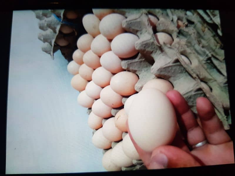 Golden misri Fresh egg avalible per dozen = 400 2