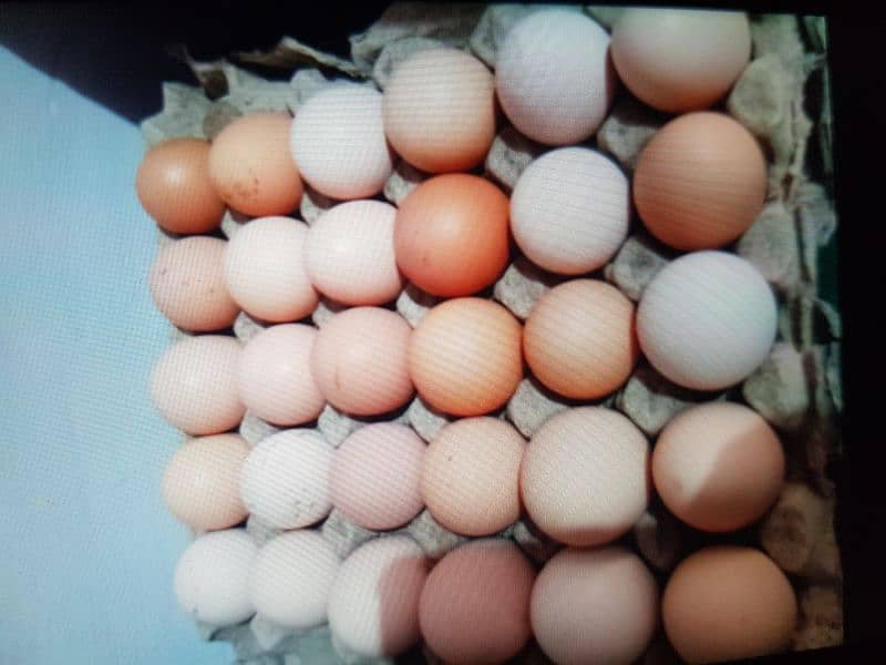 Golden misri Fresh egg avalible per dozen = 400 3