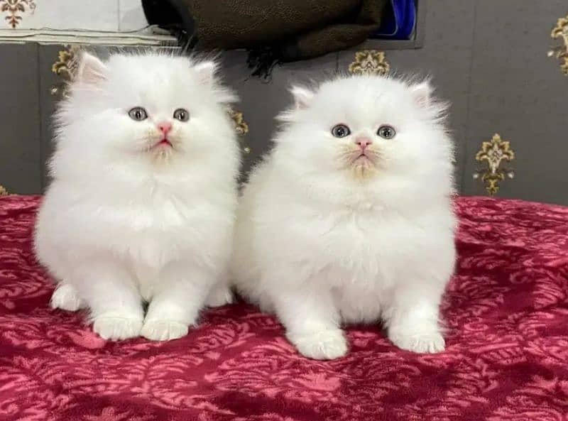 persian kittens breed triple coat for sale contact whatsap03288426681 4