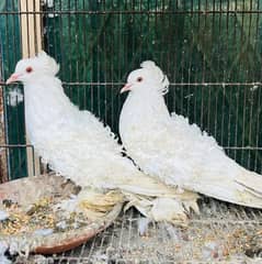 frill pigeon pair 03466773225