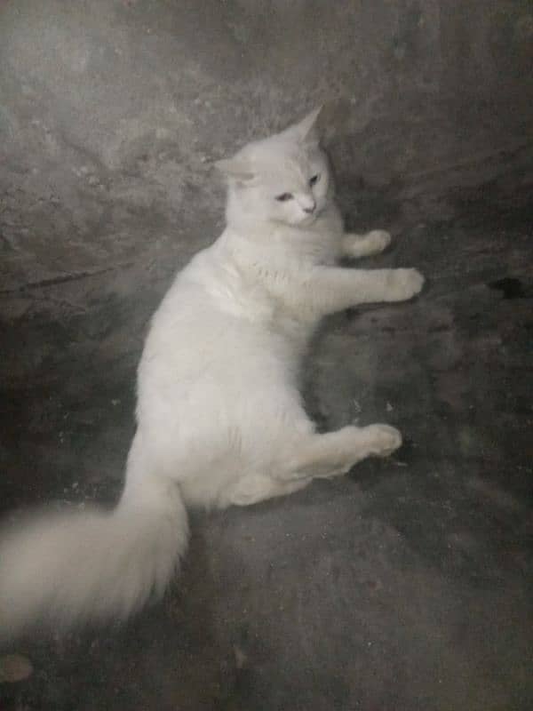 Persian cat  (1.5 year old ) 0