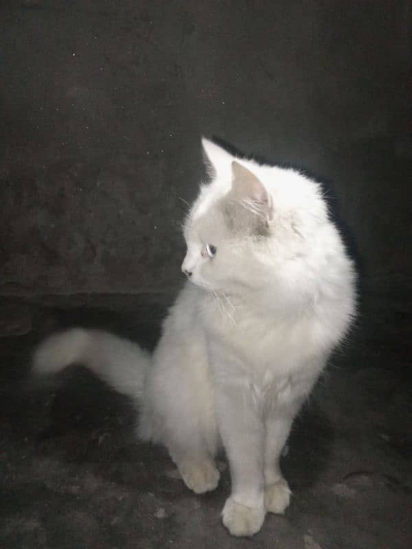 Persian cat  (1.5 year old ) 2