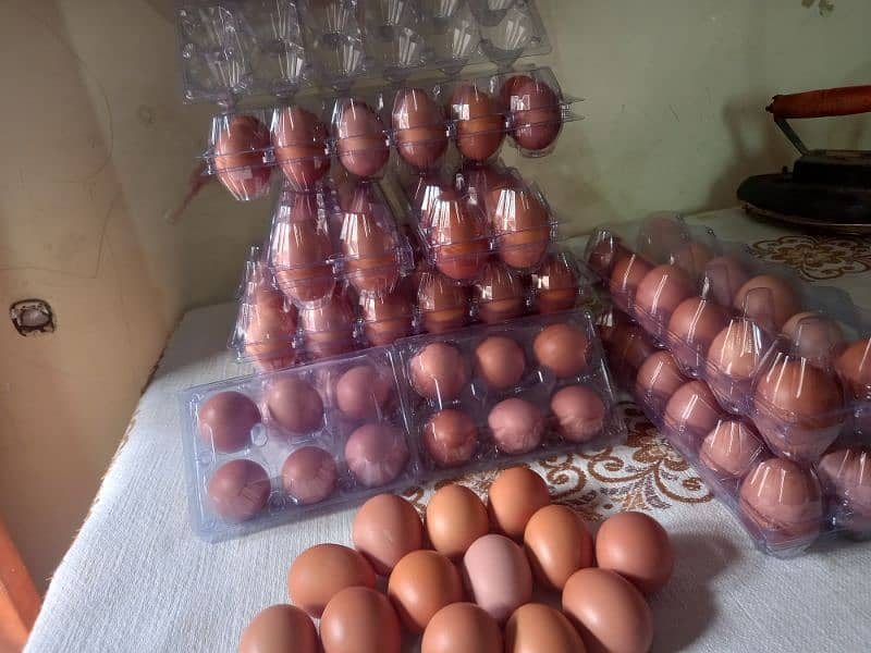 dasi eggs 0