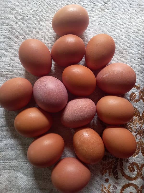 dasi eggs 3