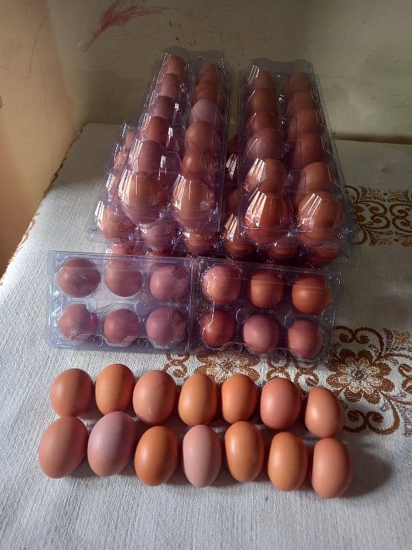 dasi eggs 5