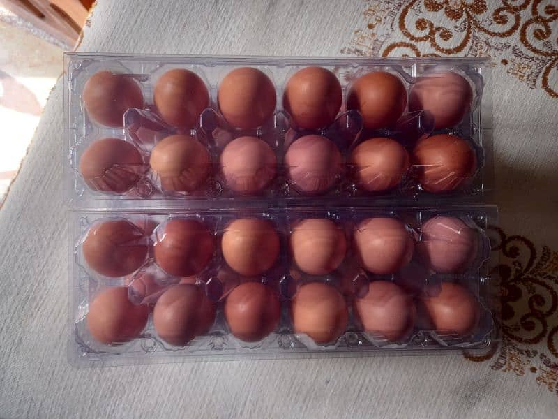 dasi eggs 7