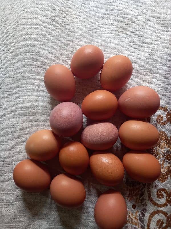 dasi eggs 8