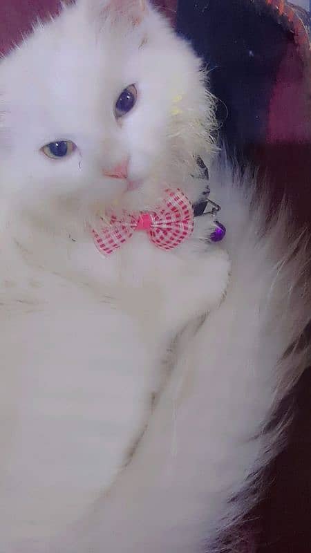 White Persian Cat 5 months old 0