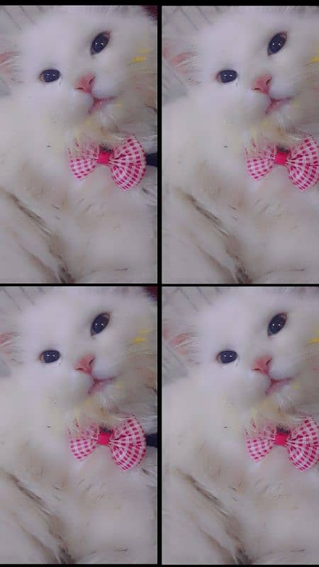 White Persian Cat 5 months old 1