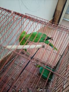 Green ring neck parrots