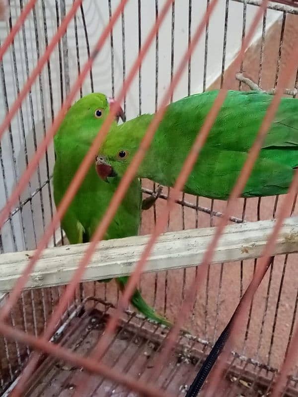 Green ring neck parrots 1