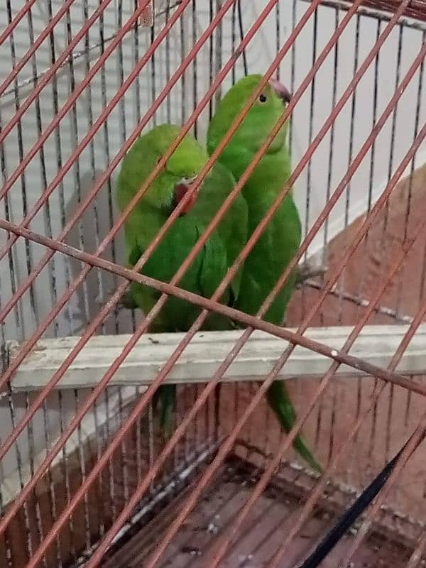 Green ring neck parrots 2