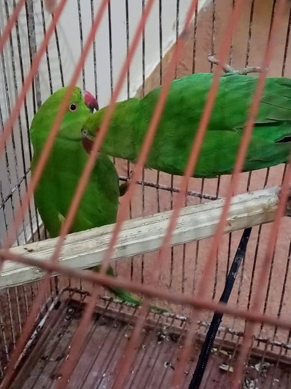 Green ring neck parrots 4