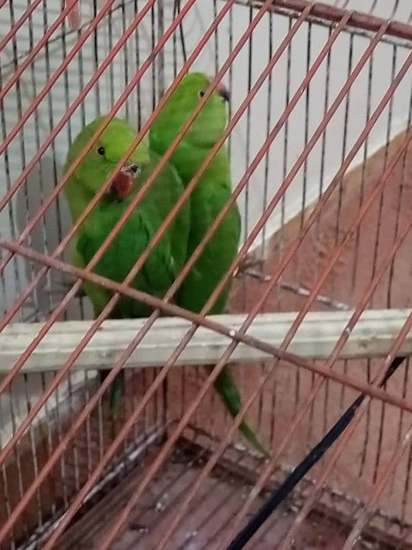 Green ring neck parrots 5