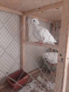 Healthy Khumray Pair with Cage