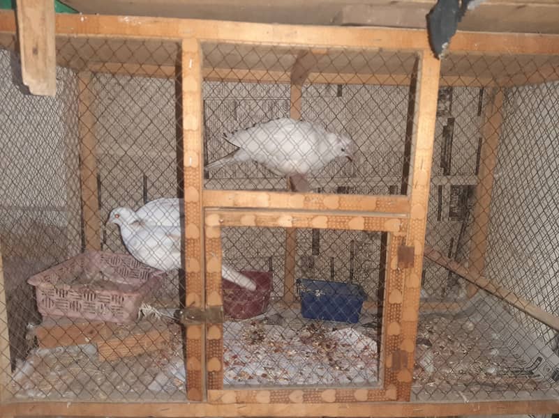 Healthy Khumray Pair with Cage 2