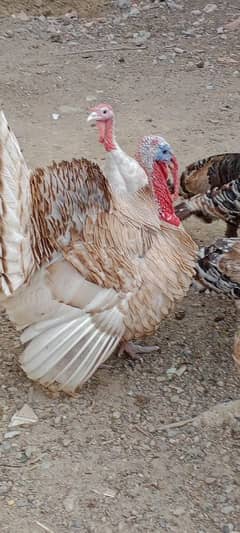 turkey avilabel for sale 03110245067