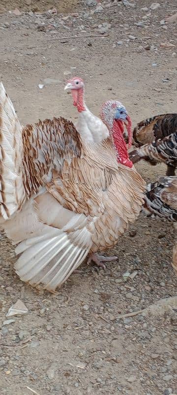 turkey avilabel for sale 03110245067 0