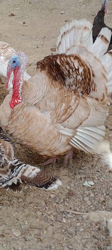 turkey avilabel for sale 03110245067 1