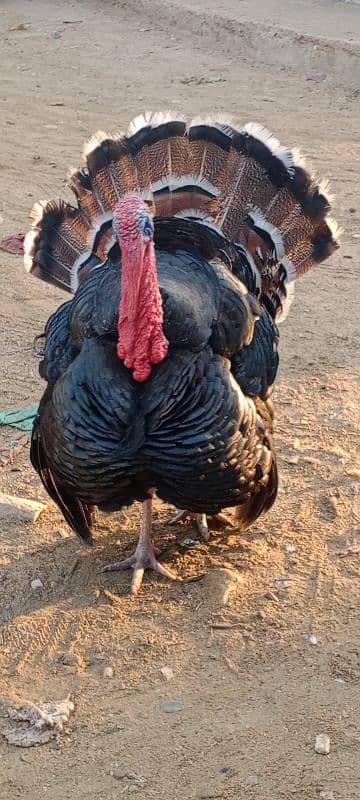 turkey avilabel for sale 03110245067 2