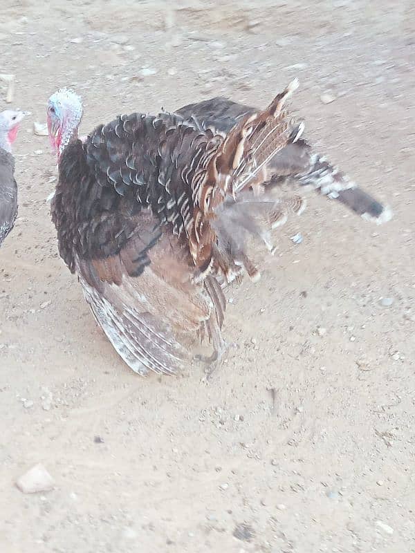 turkey avilabel for sale 03110245067 3