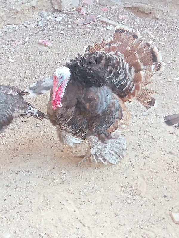 turkey avilabel for sale 03110245067 4