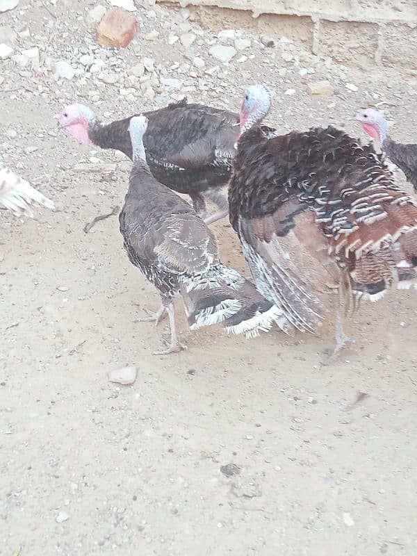 turkey avilabel for sale 03110245067 5