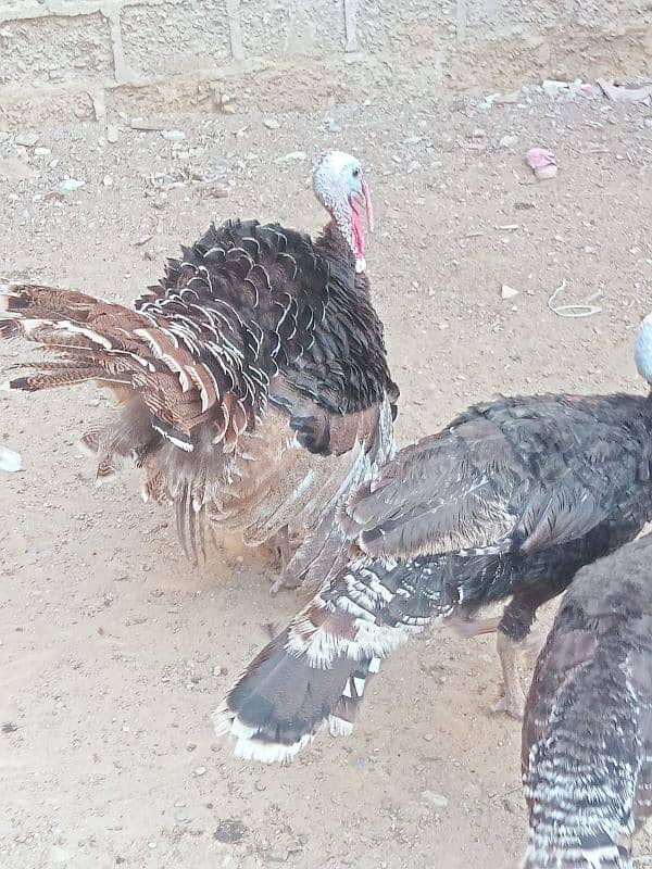 turkey avilabel for sale 03110245067 6