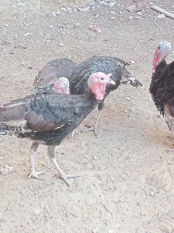 turkey avilabel for sale 03110245067 7