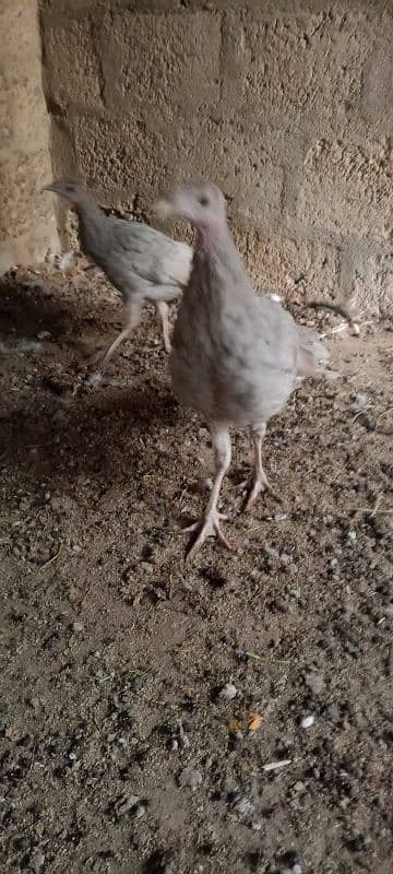 turkey avilabel for sale 03110245067 8