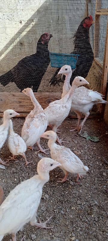 turkey avilabel for sale 03110245067 9