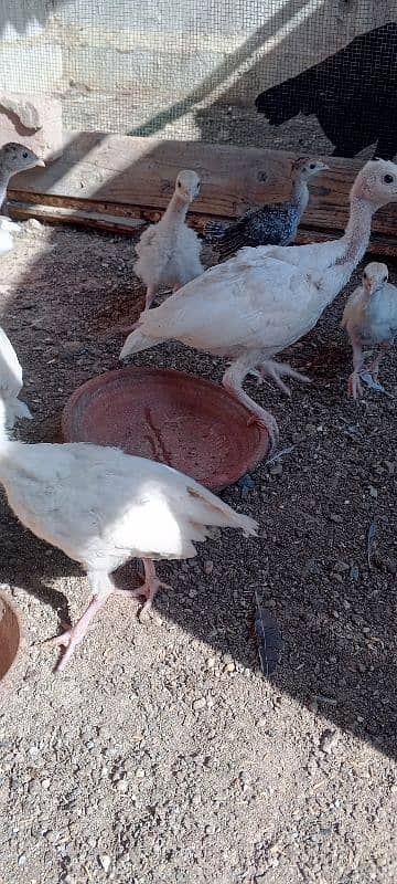 turkey avilabel for sale 03110245067 10