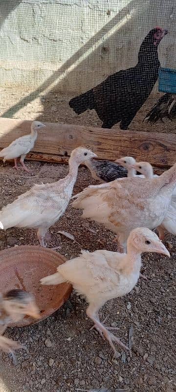 turkey avilabel for sale 03110245067 11