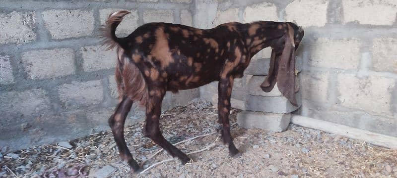 pure nasal k ajrak kamori and pateri male kid 1